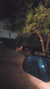 11K views · 154 reactions | कुत्तों ने यह क्या देख लिया #Ghost #ShamshanGhat #ViralReels | Om Vlog | Facebook