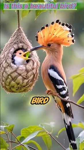 🪶 Hoopoe – The Crowned Beauty of Nature | Amazing Bird Sounds & Flight
