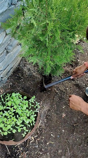 weeding thuja plants #nature #farming #gardening #shorts