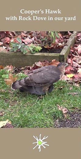 Coopers Hawk Killing & Plucking Pigeon