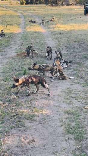 African Wild Dog Puppies #botswanasafari #okavangodelta #wilddogs