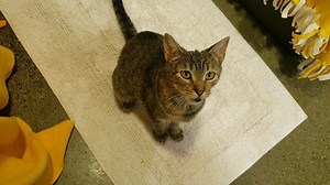 UPDATE: ADOPTED! Sweet yet sassy kitty Bianca is still waiting for her adopter at the Bradshaw Animal Shelter. She has a two-pet maximum limit that is restricted to her head/shoulder area. If you pet her too much or beyond her shoulders, she may show you her sassy side. She really needs a cat-savvy adult only household and we think she'd make a good indoor-outdoor cat after proper acclimation to your household, which may help expunge her penned up energy we are seeing at the shelter. For more in