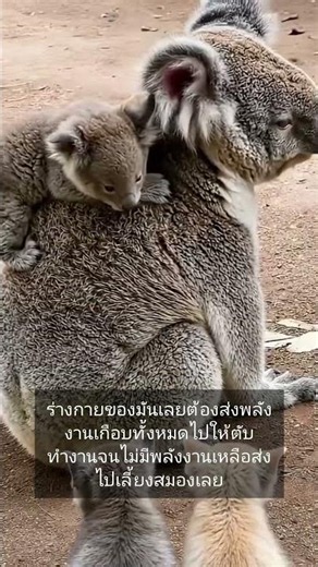 สัตว์ที่โง่ที่สุดเพราะฤทธิ์ยาพิษ? เรื่องจริงของโคอาล่าที่หลายคนไม่เคยรู้!#เมายา #shorts #โคอาล่า