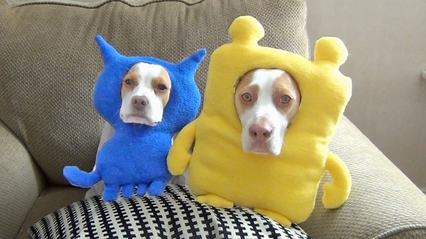 Dog Shaming Moments That’ll Make You Laugh