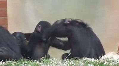 724K views · 358 reactions | Pygmy chimpanzees have quite a play fight at a zoo | Rumble | Facebook