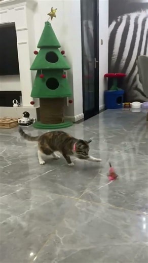 Interactive cat toy #cat #bestpetsupplies #cataccessories