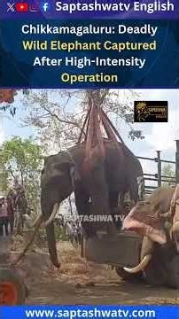 Chikkamagaluru: Deadly Wild Elephant Captured After High-Intensity Operation
