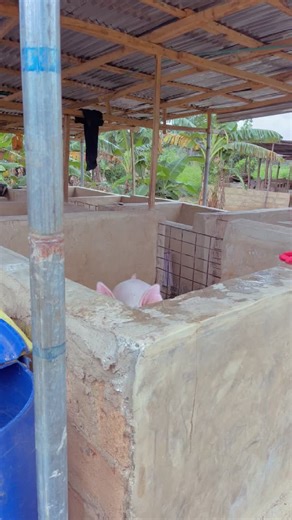 Adorable Pig Compilation - Funny Pig Videos on TikTok