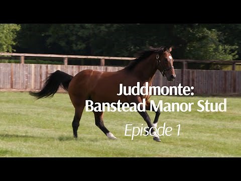 Be A Part Of It: Breeding In Britain Episode 1 - Juddmonte
