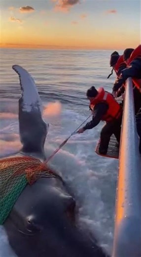 Navy Heroes Save a Giant Whale — You Won’t Believe the Ending!