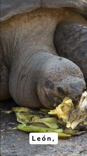 Nombres para tortugas macho #turtle #animalesacuaticos #peces