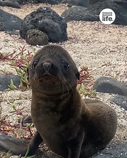 46K views · 865 reactions | Adorable baby sea lion comes to say hello | Lessons Learned In Life | Facebook