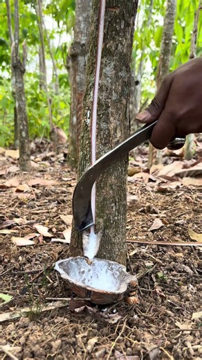 Tapping Every Wild Tree… What Will Come Out?😱. #treetapping #satisfying #oddlysatisfying #nature