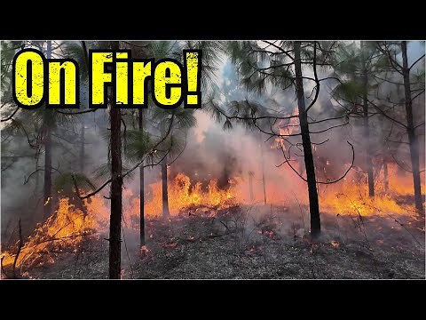 Forest Fires! It's Time for Some Controlled Burning!