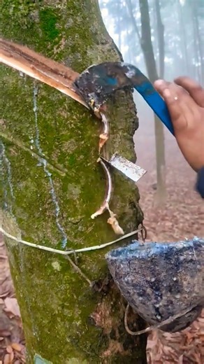 Rubber tree tapping video #rubbertree #rubber #rubberplants