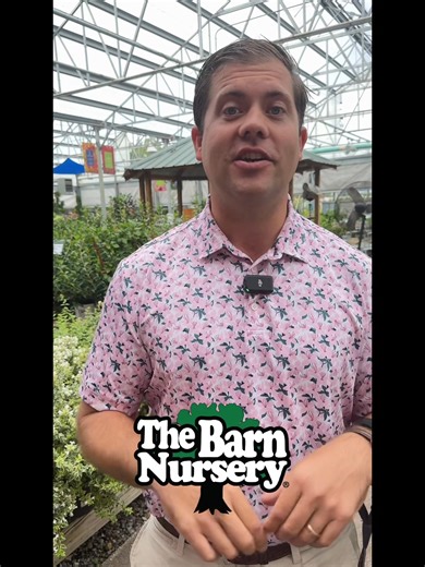 Our very first Fall Azalea Week! We’ve brought in a trailerload of Encore and reblooming Azaleas …over 1,000 plants! It’s Fall Planting Time!!! | The Barn Nursery