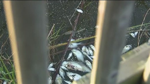 Mass fish kill at Lake Apopka under investigation as residents voice concerns