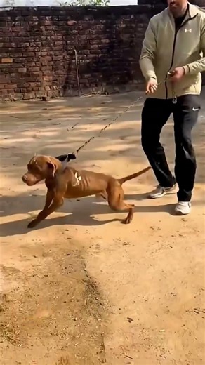 #pitbull #aggressivedogbreed #americanbully #apbt #apbtlove #dangerousdogbreeds #powerfuldogs