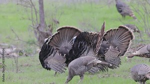 rear view of a flock of three male wild turkeys displaying on a hillside at tuttletown in california, usa