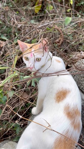 ഞാൻ ഒന്ന് കാട് കണ്ടിട്ട് വരാം ഗയ്‌സ് 🥳#പൂച്ച #cat #funny #india #shortvideo