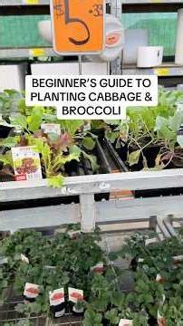 Being a beginner gardener can be frustrating. This is how I plant out my broccoli and cabbages