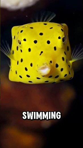 The Yellow Boxfish: Cute, But DEADLY! ⚠️ #fish #animals #facts