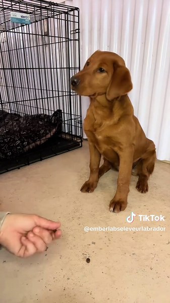 Ember labs élevage de labrador on TikTok