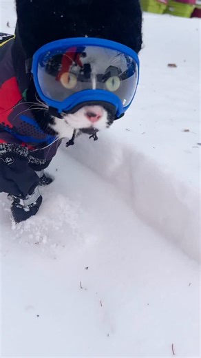 Heidi Korte | Adventure Cat Fitz on Instagram: "Training Goggle walk Vladdie is learning by leaps and bounds. He is handling the goggles just fine. I will have to take another video of him getting dressed now as he doesn't squirm anymore. Everything is still so new for him! Hat- @fehrly_crafty Goggles- @rockymountaindogca Altered dog coat- link in bio Boots- Canada pooch #wintercat #snowcat #cathat #goggles #catboots"