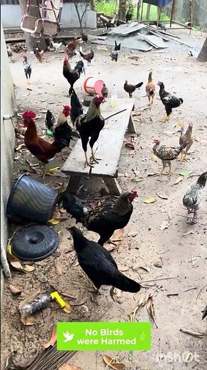 New Feed Change for Chicks 🐥 | SKM Finisher Update | Country Chicken Farm