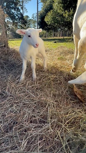 1st lamb out of our St. Croix hair sheep. ❤️ #corbellofarms #familyfarm #stcroixhairsheep #lambingseason | Corbello Farms