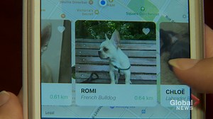 Dog-sharing app helps dog owners ‘rent’ out their pups