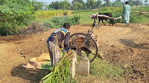 61K views · 1.2K reactions | Old Chaff Cutter Machine Operating With Bull #Tokkamachine #OldCulture #comedy | Punjab Look tv | Facebook
