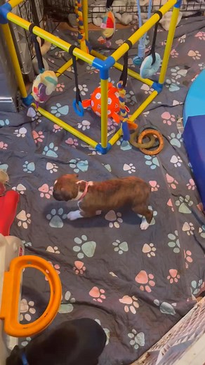 Playtime | Boxer puppies for adoption in Modesto
