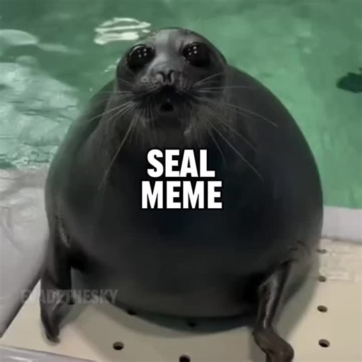 i got hella money seal meme (seal music video) #seal #sealtok #igotlikehellamoney #meme #lyrics