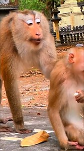 1.8M views · 2.5K reactions | LMAO sure scared the poop out of it. . | Discovery Monkey | Facebook