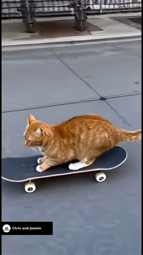 fully skating trained cat | Chris And Jasmin