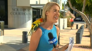Parrot Panic: Watch Friendly Bird Terrify Reporter