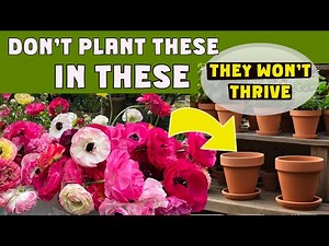 RANUNCULUS: why I don’t plant them in pots but here’s how to take care of them if YOU do. #gardening