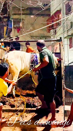 Angry cow attack during unloading 2024 #angrycow #angrycowvideo #cowunloading #shorts #viral #trend#cow #cows #farm #cowsofinstagram #cattle #animals #nature #farmlife #milk #calf #Real ] | Steven Sew | Facebook