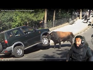 WOW! Nature You Scary | Funny Scary Animal Encounters Reaction