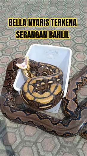 HADUH BAHLELLL😤 #ular #snake #reptile #python #reticulatedpython #animals #shorts #foryou #fyp