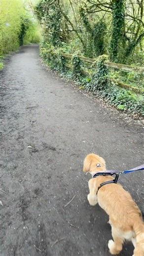 Walk In The Woods | Nature Walk | Woodlands Of England 🐦 🌳