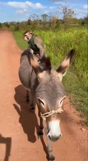 Monkey Riding a Donkey 😂🐵🫏 | Funniest Duo Ever!