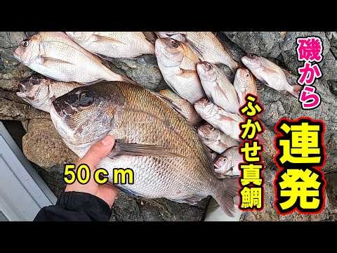 [Red Sea Bream] If you want to catch red sea bream, shore float fishing is the best method.