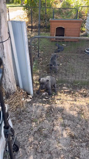 6 weeks old and look at these little monkeys ! English staffy pups | CC Bullies Australia