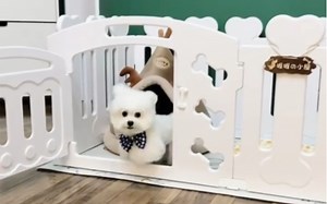 新接狗狗怎么定点训练，一招教会你