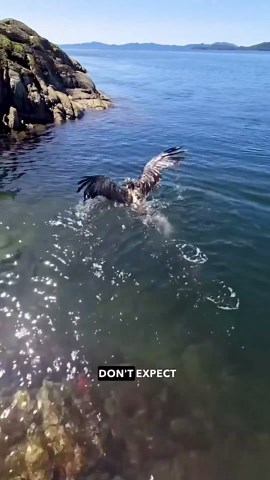 Eagle King rescued: bird water-logged wings and rescue explained