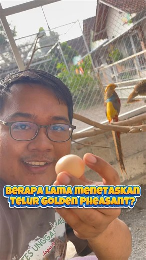 How Long Does It Take for Golden Eggs to Hatch? #chicken #pheasant #goldenpheasant