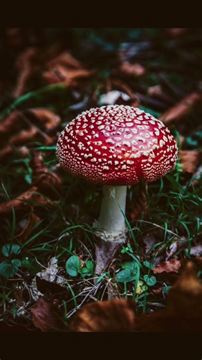 Who else love photographing Fungi Mushrooms?