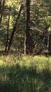 9.8K views · 619 reactions | Coatis! Watch til the end for the...